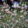 Gaura Lindheimeri Summer Breeze